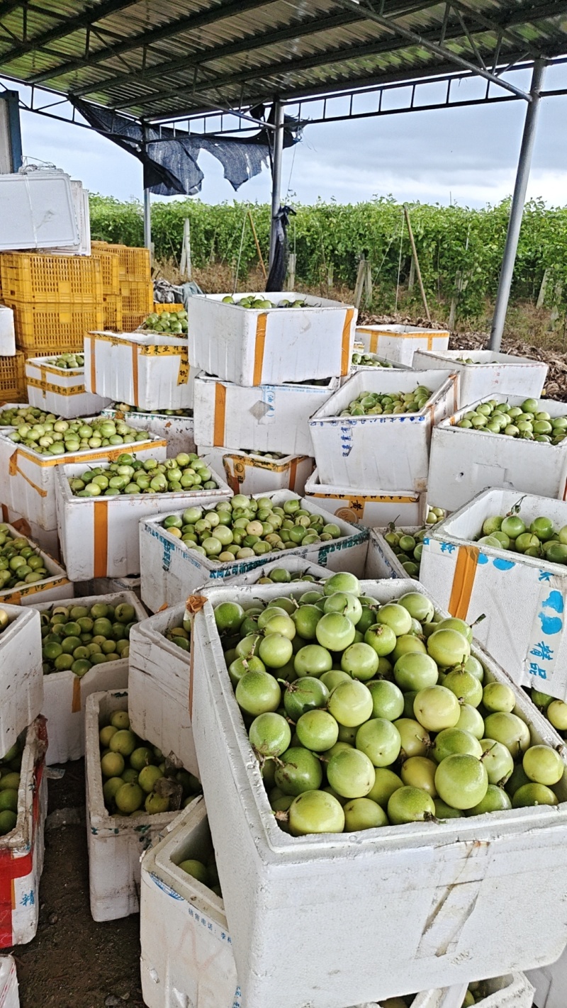 大基地精品百香果，欢迎新老客户光临***********