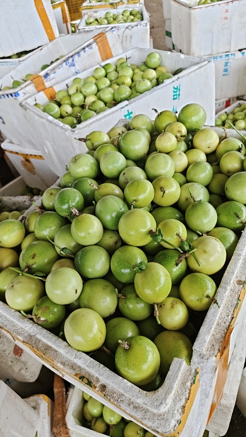 大基地精品百香果，欢迎新老客户光临***********