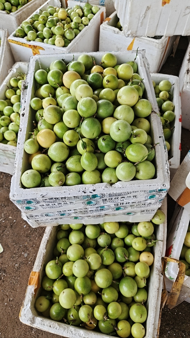大基地精品百香果，欢迎新老客户光临***********