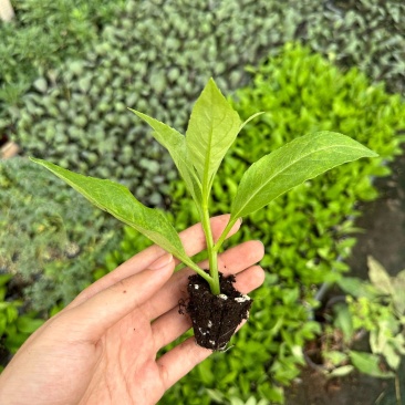 明月草苗子长寿菜苗，白背菜苗，富贵菜苗，可视频看货