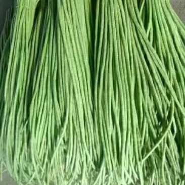 长豆角大量上市中需要的老板请联系***********