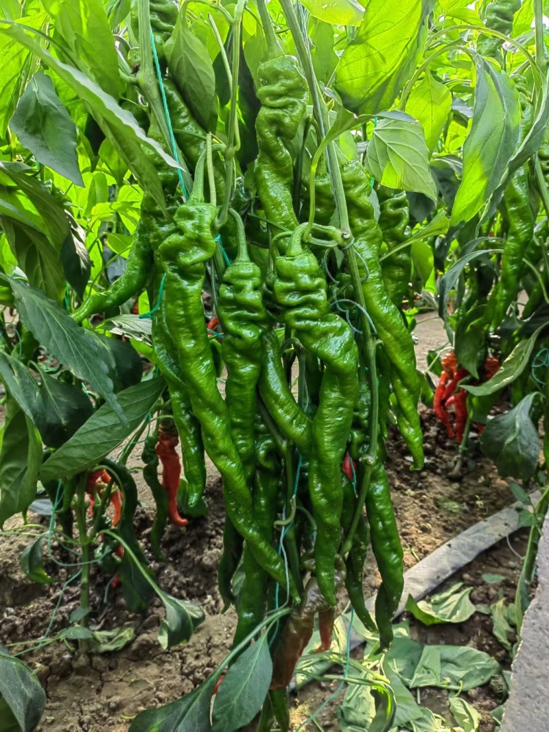螺丝椒苗，辣脆螺丝椒苗，全螺螺丝椒苗，山东寿光优质种苗