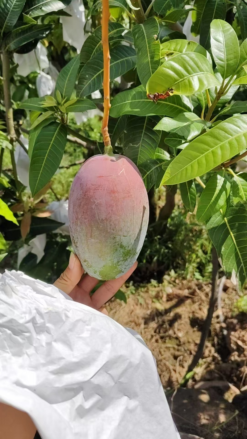 攀枝花凯特芒果