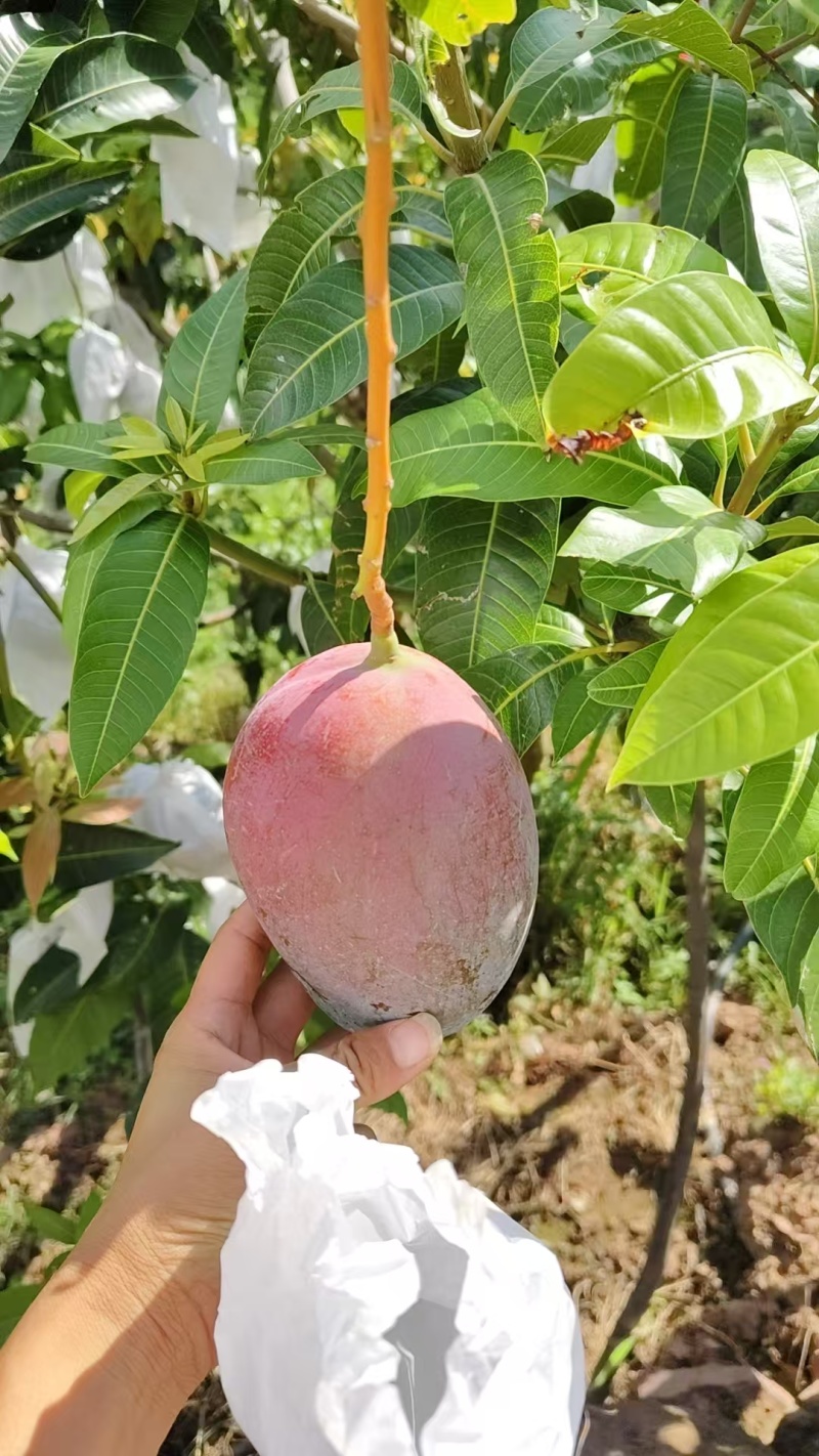 攀枝花凯特芒果