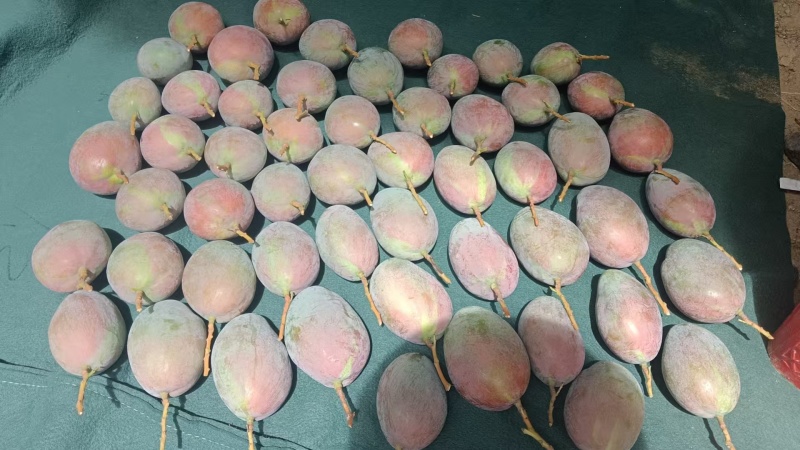 攀枝花凯特芒果
