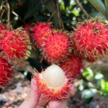 红毛丹嫁接苗，杯苗带土带叶发货