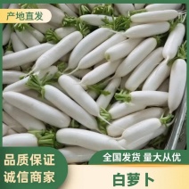 /优质白萝卜/大量上市/产地直发/货源充裕/随时电联