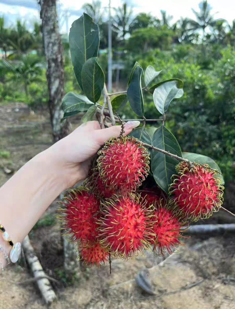 红毛丹嫁接苗，杯苗带土带叶发货