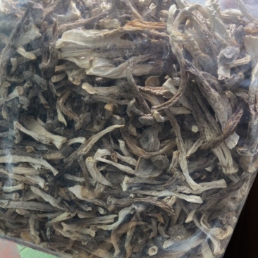 鹿茸菇厂家直营