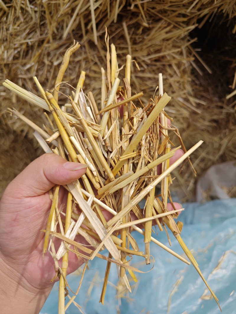 小麦秸秆