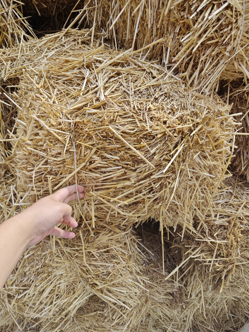 小麦秸秆