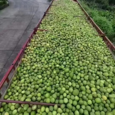 香水柠檬