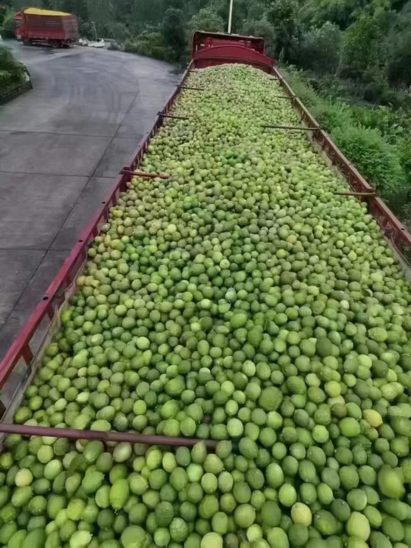 香水柠檬