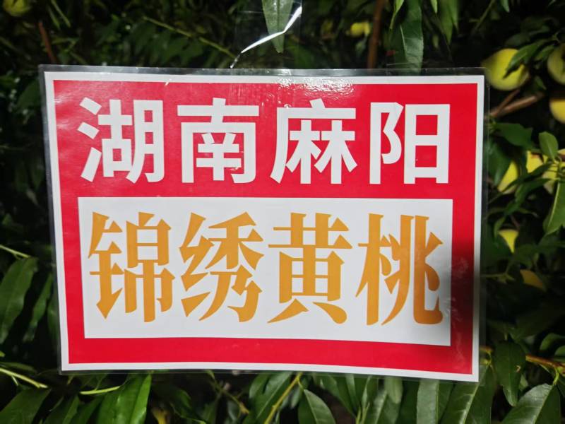 麻阳黄桃锦绣黄桃产地直发货源充足质优价廉欢迎下单