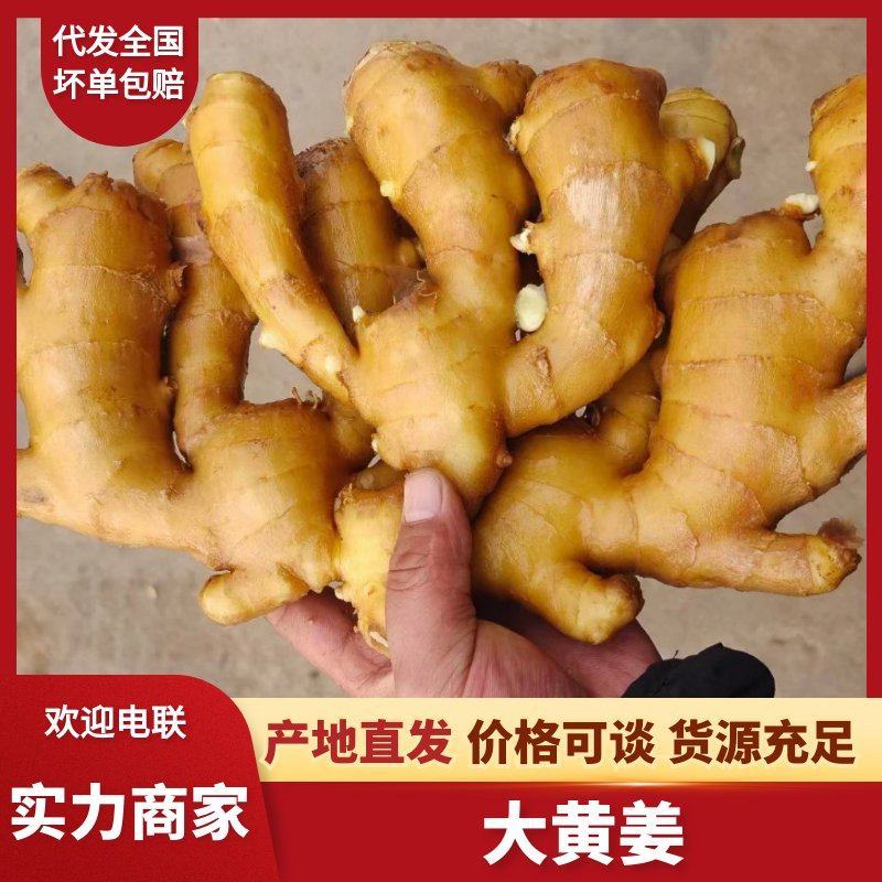 大黄姜-坏烂包赔山东精品姜/沙土姜/水洗姜/烘干姜