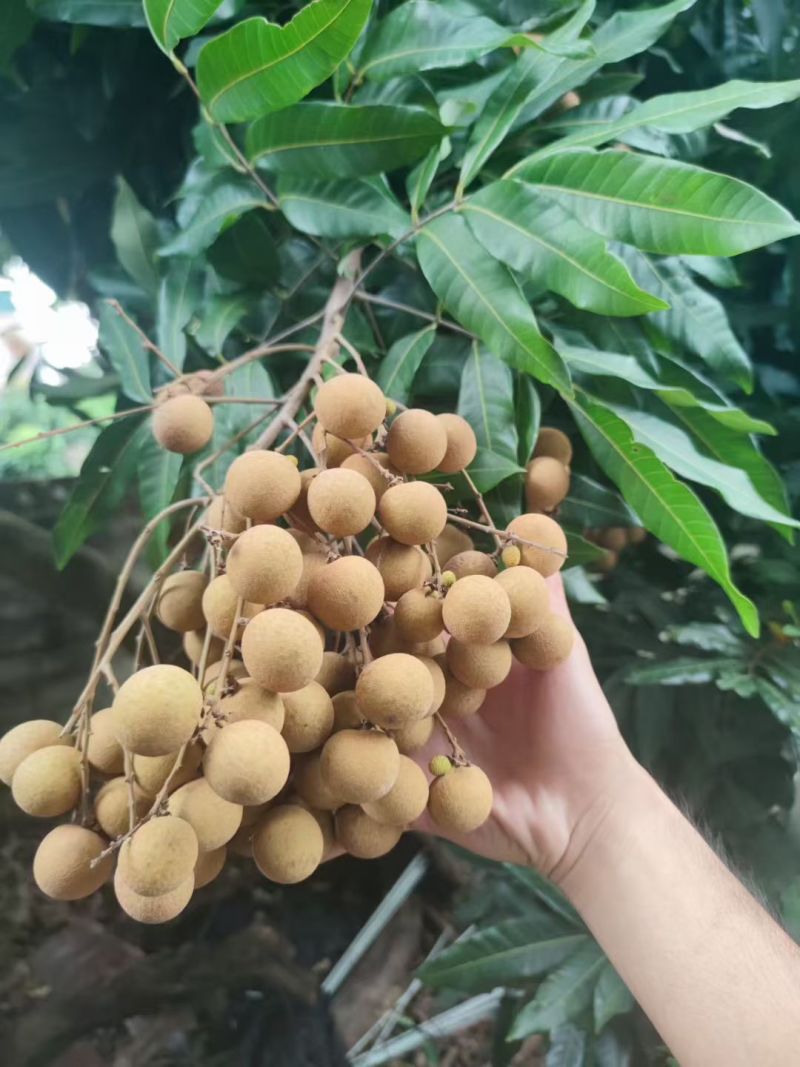 石硖龙眼大量上市