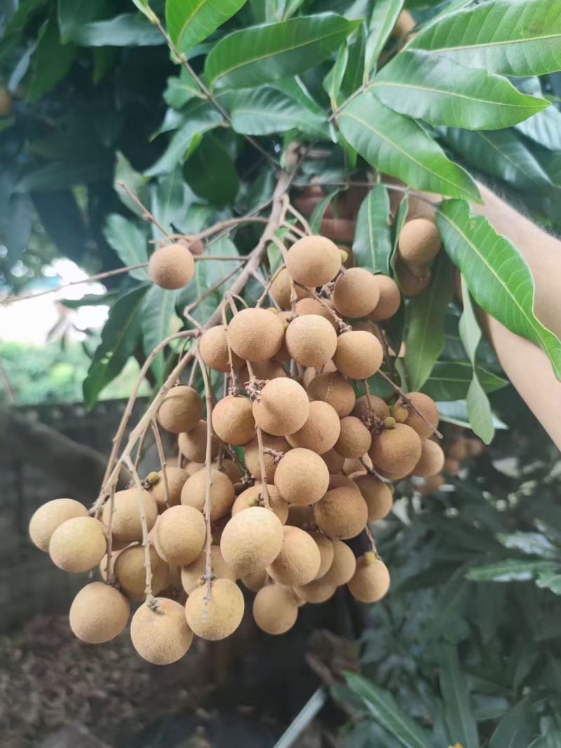 石硖龙眼大量上市