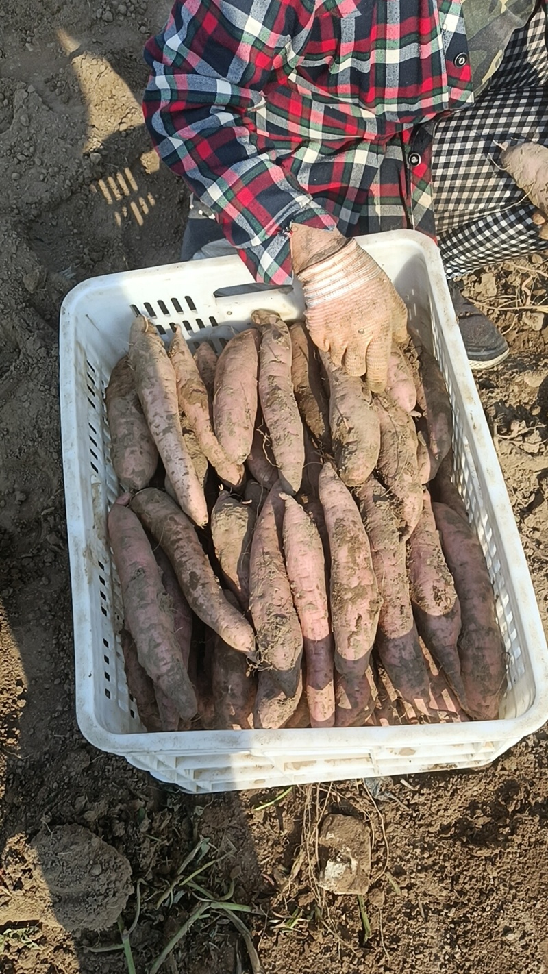 哈密红薯原地掺货，产地直发，全国各地发货