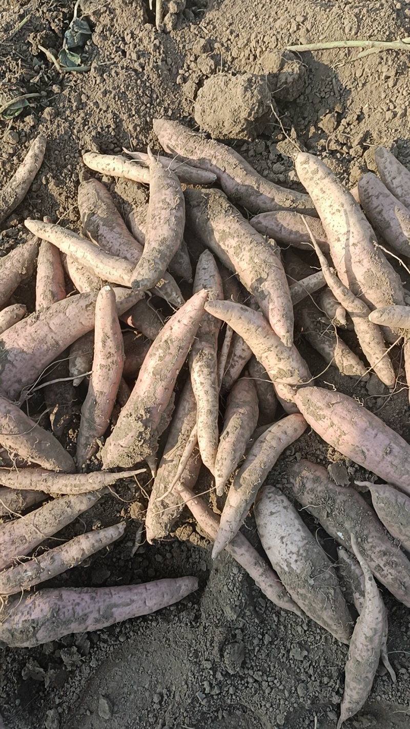 哈密红薯原地掺货，产地直发，全国各地发货
