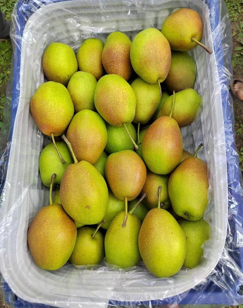 赵县梨新梨7号口感好欢迎来电了解