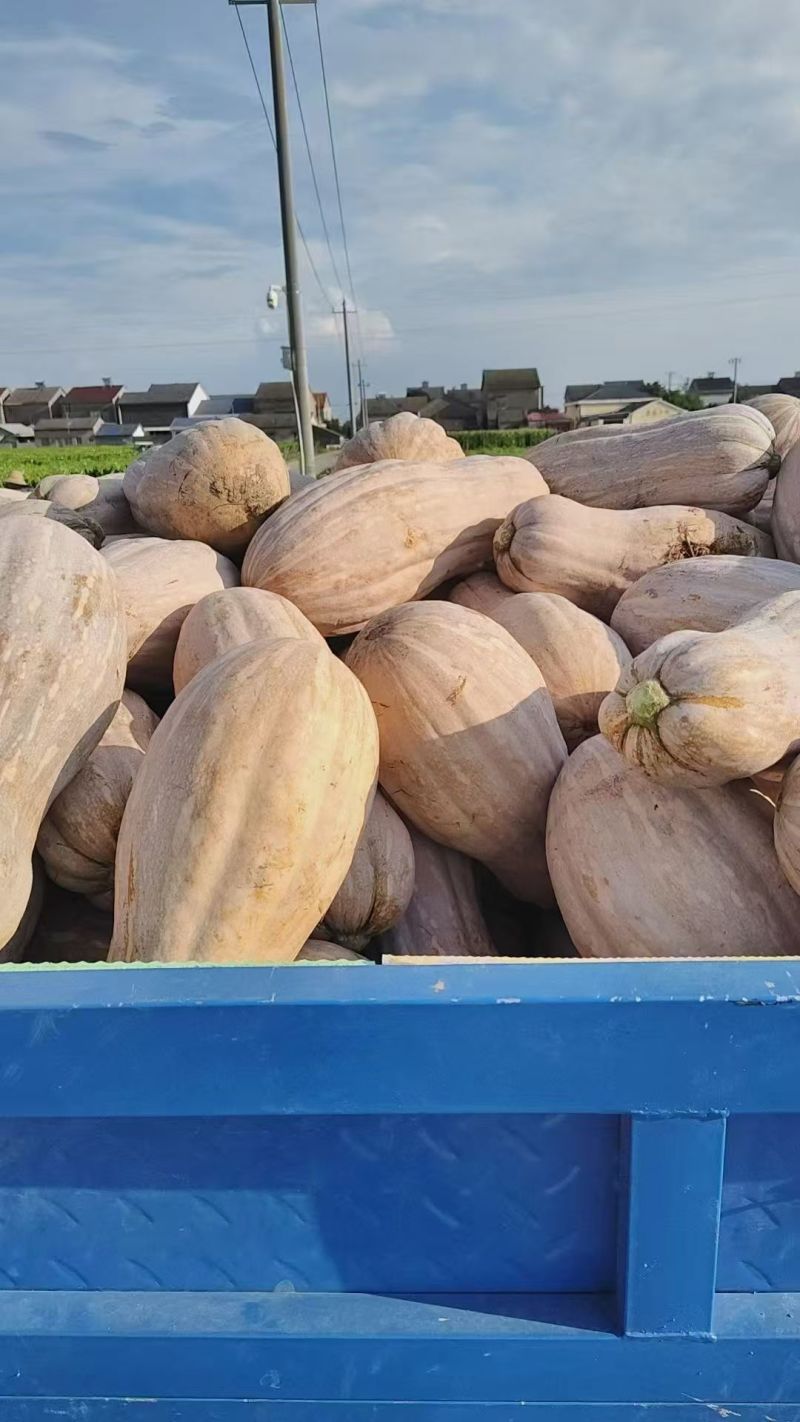 蜜本南瓜湖北南瓜产地直发品质保证代发全国量大优惠