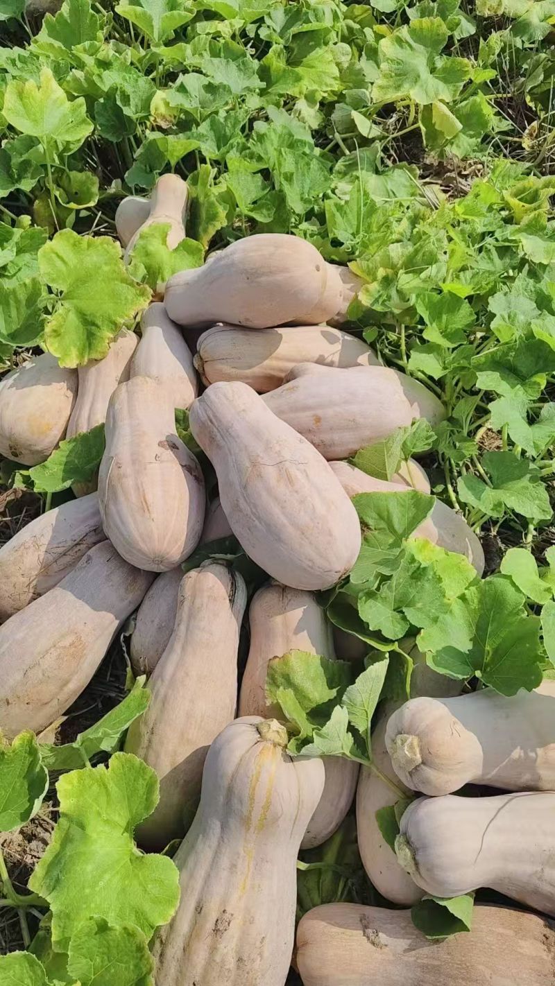 蜜本南瓜湖北南瓜产地直发品质保证代发全国量大优惠