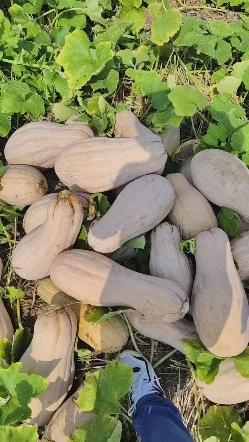 蜜本南瓜湖北南瓜产地直发品质保证代发全国量大优惠