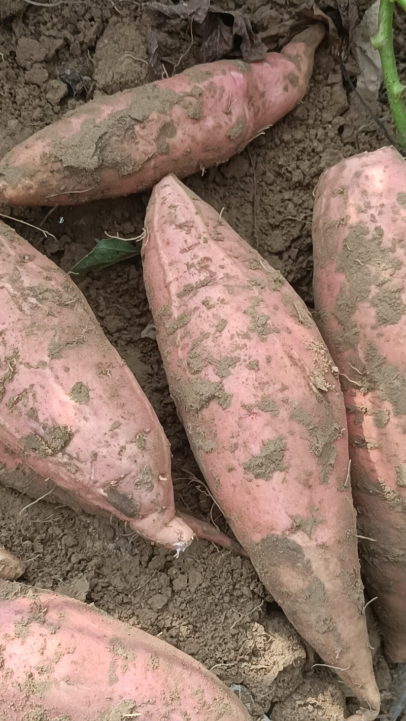 烟薯西瓜红哈密板栗等等大量有货，直销直销，原产地货