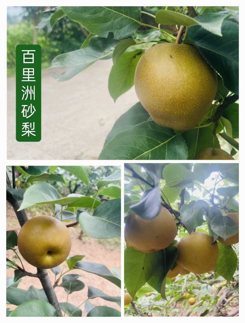 百里洲黄花梨