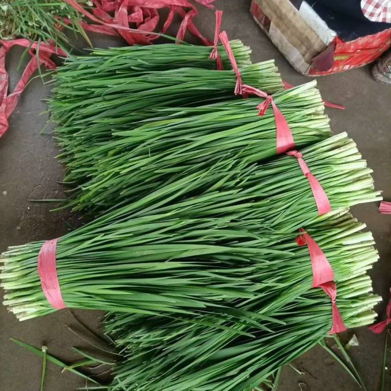 精品韭秧大量上市