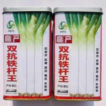 双抗铁杆王大葱种子高白抗病抗倒伏大葱种子