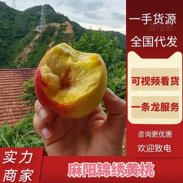 湖南黄桃麻阳黄桃基地直发货源充足对接超市批发商