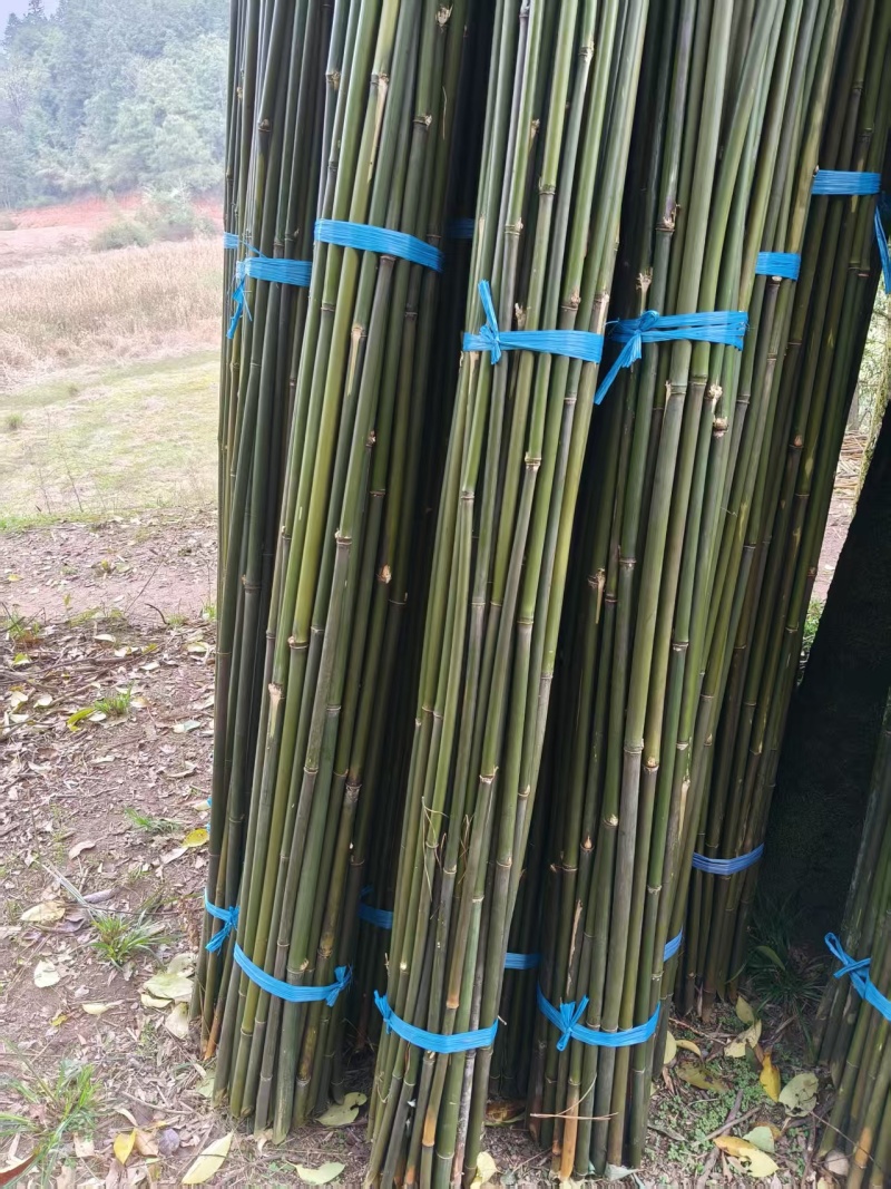 毛竹，书法毛笔专用竹竿产地批发欢迎电话联系