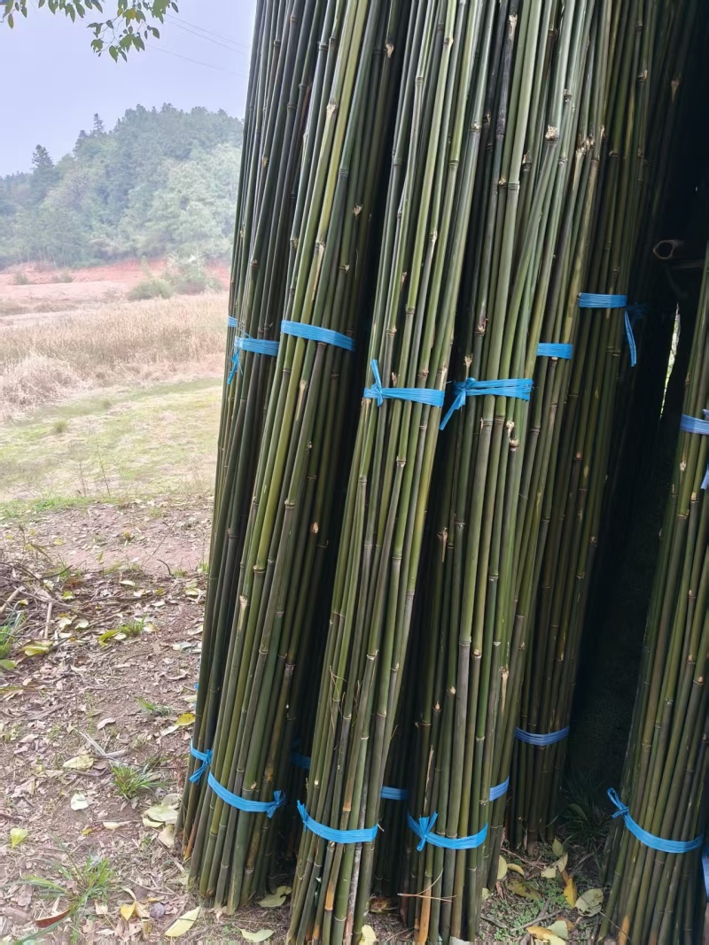 毛竹，书法毛笔专用竹竿产地批发欢迎电话联系