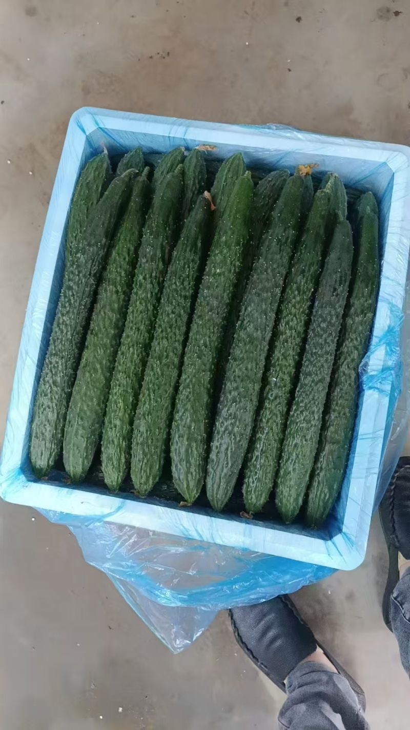 黄瓜贵州精品黄瓜产地直发品质保障对接全国市场等