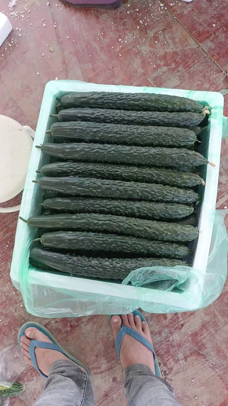 黄瓜贵州精品黄瓜产地直发品质保障对接全国市场等