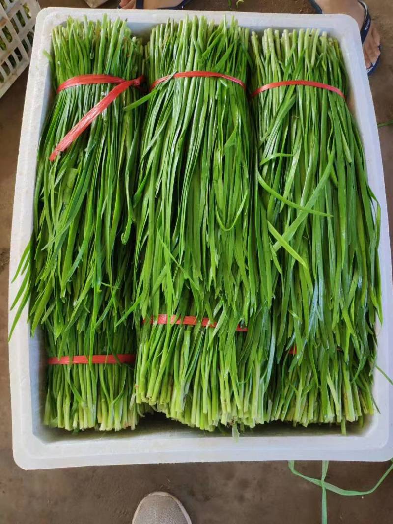 大量供应头刀，各种规格平茬，精品加工货，食品厂货源