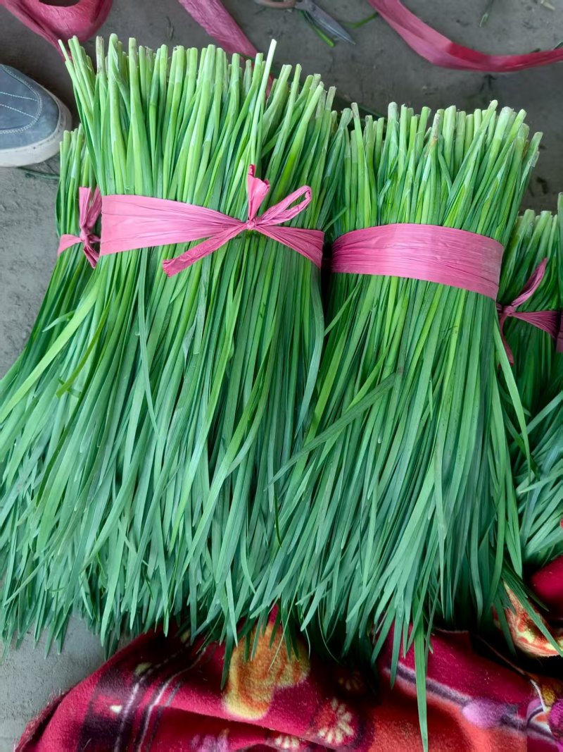 大量供应头刀，各种规格平茬，精品加工货，食品厂货源