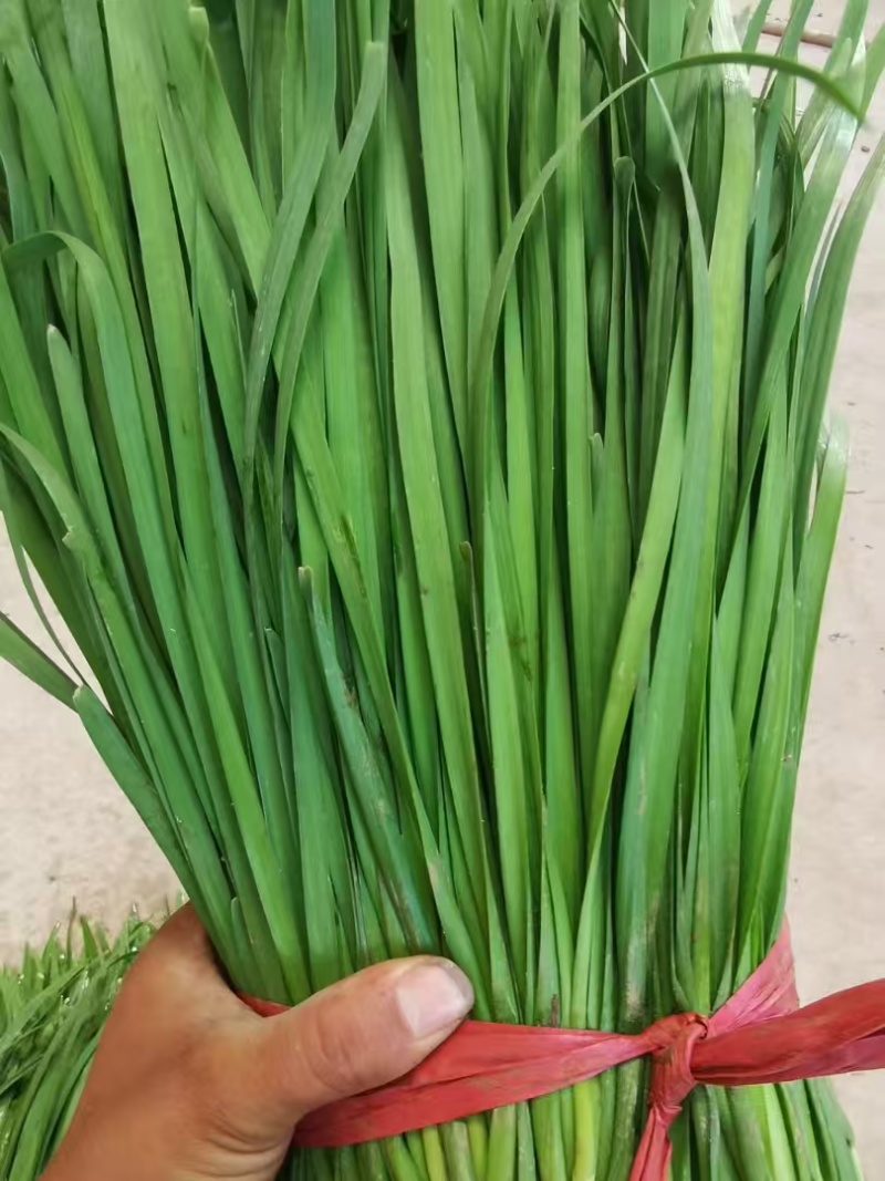 大量供应头刀，各种规格平茬，精品加工货，食品厂货源