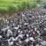 预售40天左右大种番鸭全公3000左右