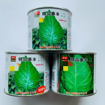 邢申精品春丰甘蓝种子秋播耐寒结球尖甘蓝包菜种籽菜园基地蔬