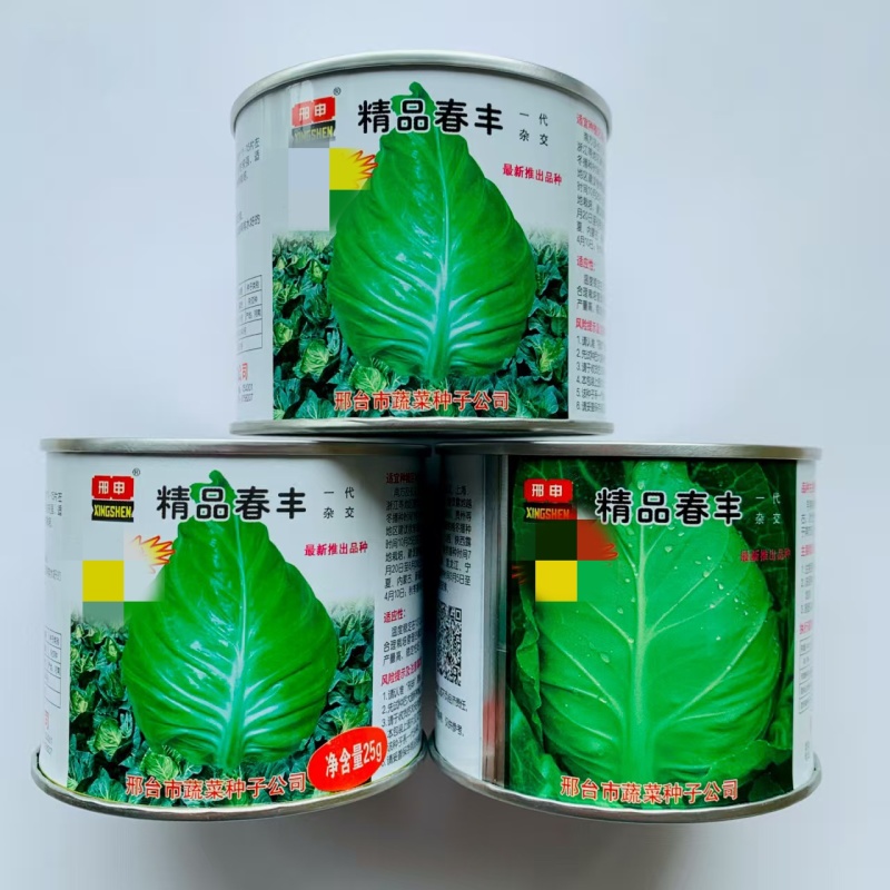 邢申精品春丰甘蓝种子秋播耐寒结球尖甘蓝包菜种籽菜园基地蔬