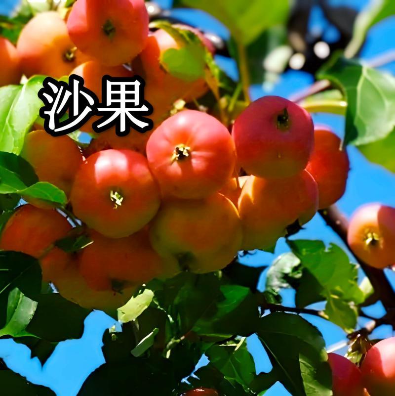 东北沙果**【产地直供绿色无公害沙果】酸甜可口，脆爽多汁