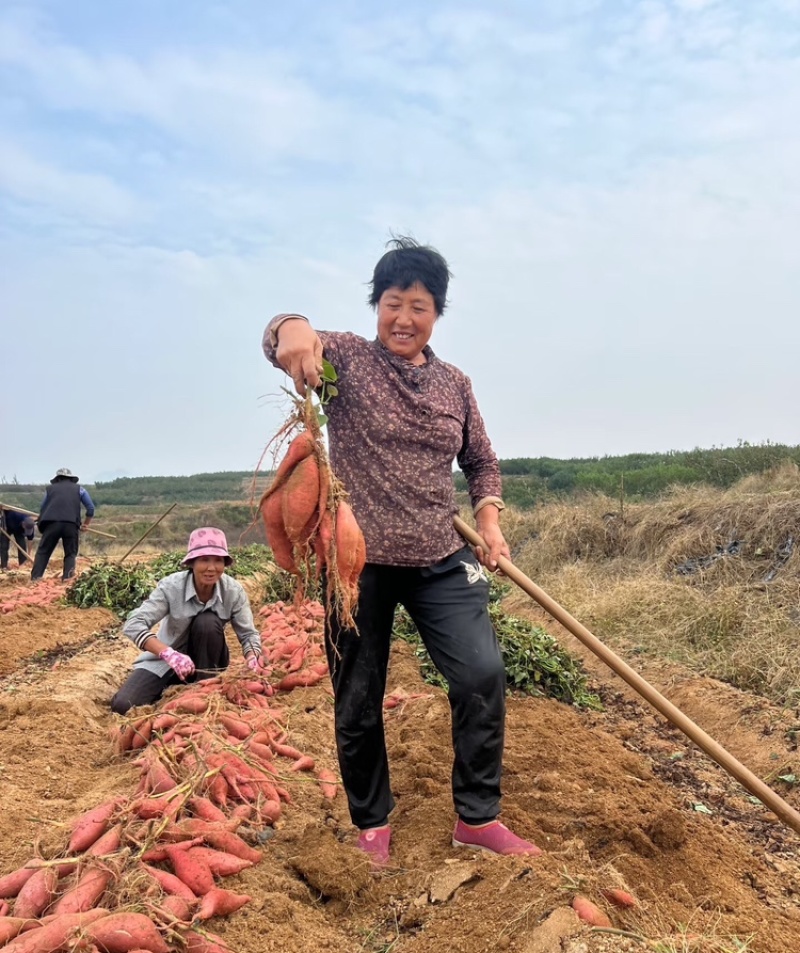 烟薯25唐山烟薯基地直发量大从优对接市场电商商超