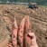 烟薯25唐山烟薯基地直发量大从优对接市场电商商超