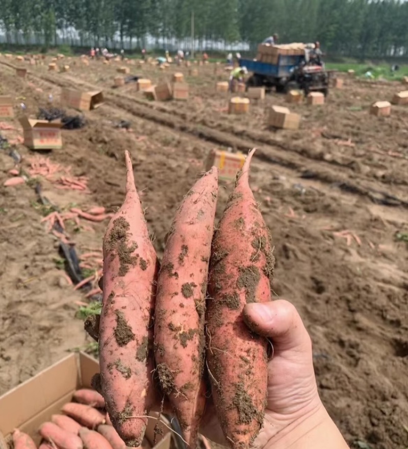 烟薯25唐山烟薯基地直发量大从优对接市场电商商超