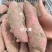 【热卖】烟薯25河北烟薯基地直发提供一条龙服务欢迎下单