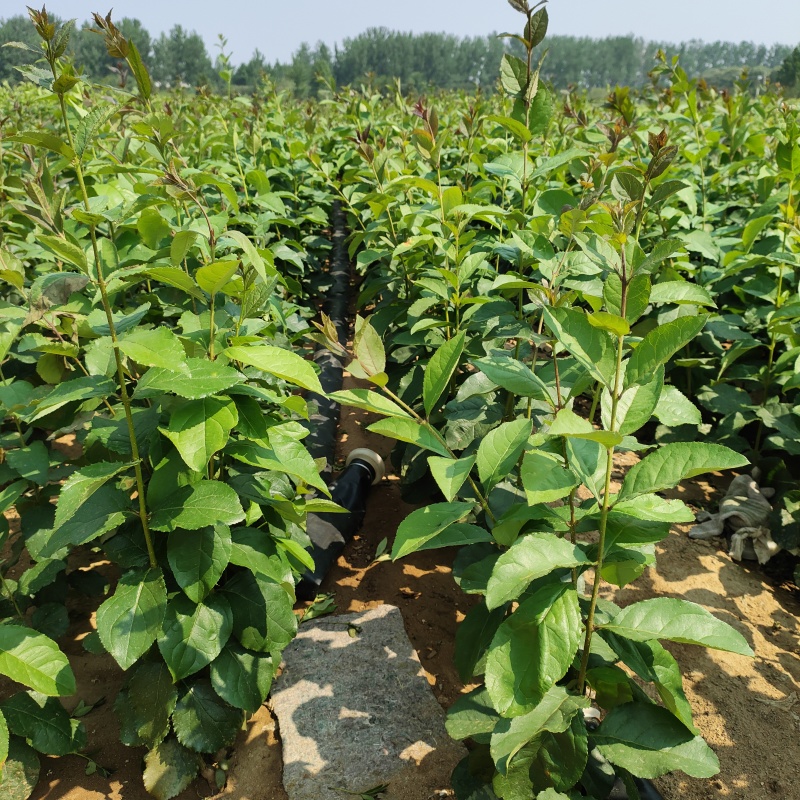 流苏小苗规格齐全量大从优，全国发货欢迎电话联系