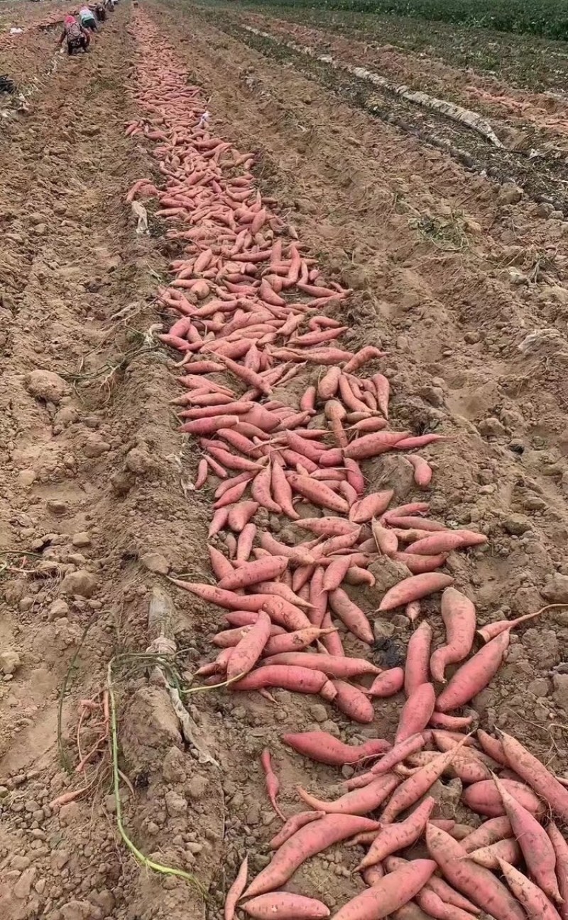 【实力供货】烟薯25河北烟薯软糯香甜基地直发欢迎咨询