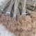流苏小苗规格齐全量大从优，全国发货欢迎电话联系